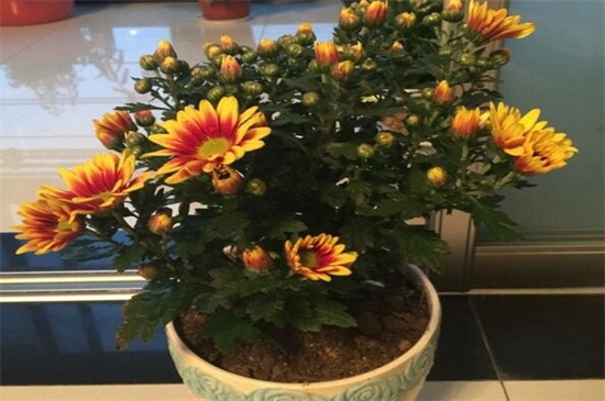 菊花可以四季都开花吗,可以(短日照/长日照的交替养护)