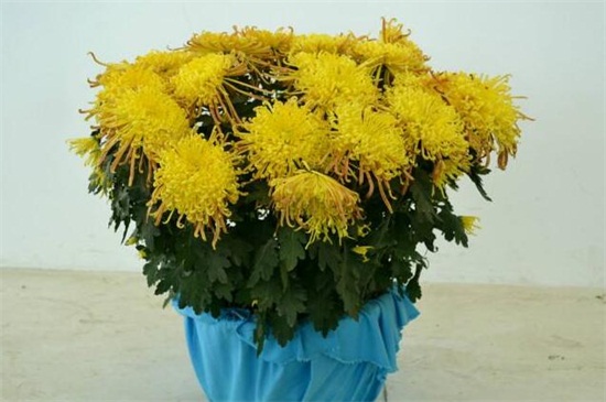 菊花可以四季都开花吗,可以(短日照/长日照的交替养护)