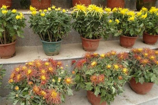 菊花可以四季都开花吗,可以(短日照/长日照的交替养护)