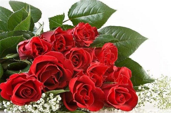20朵玫瑰代表什么意思,两情相遇/此生不渝的爱情