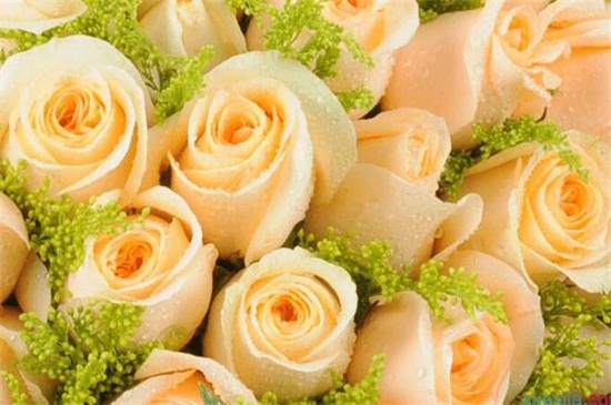 20朵玫瑰代表什么意思,两情相遇/此生不渝的爱情