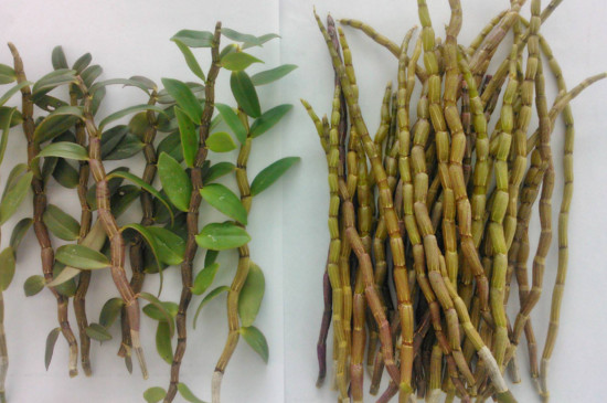 干石斛怎么保存方法,干燥通风避光防潮可保存数年