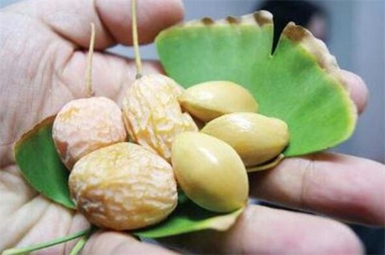 银杏果的吃法,烹饪银杏果/烤银杏果/泡茶/做糕点都行