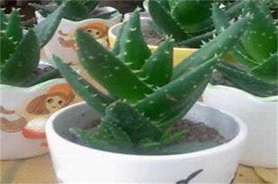 芦荟绿萝能放在卧室吗,都可以/能够净化空气增加气运