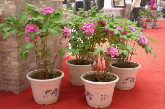 四大名花是哪四种花,牡丹/菊花/山茶/水仙