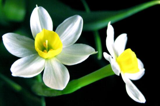 四大名花是哪四种花,牡丹/菊花/山茶/水仙