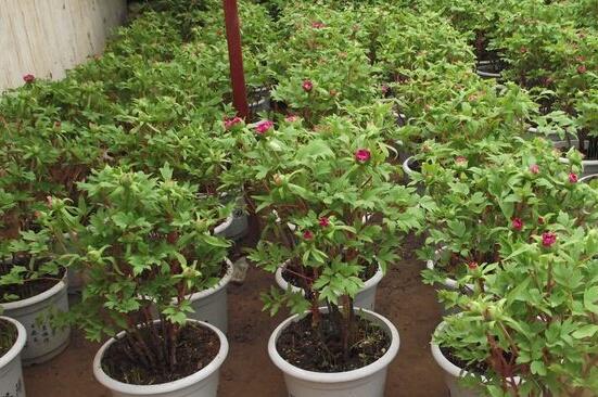 四大名花是哪四种花,牡丹/菊花/山茶/水仙