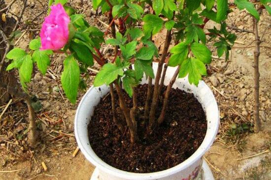 四大名花是哪四种花,牡丹/菊花/山茶/水仙