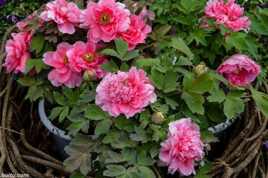 四大名花是哪四种花,牡丹/菊花/山茶/水仙