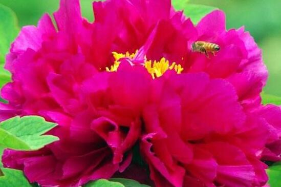 四大名花是哪四种花,牡丹/菊花/山茶/水仙