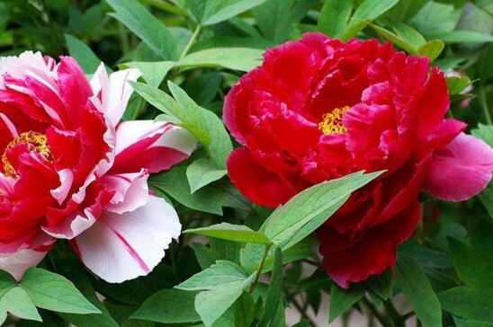 四大名花是哪四种花,牡丹/菊花/山茶/水仙