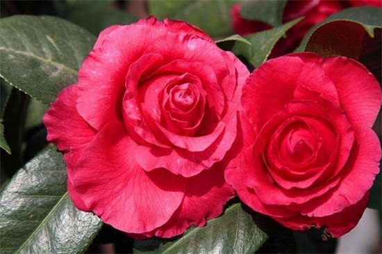 二月什么花开,盘点10种二月开花最美的植物