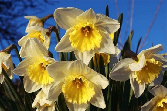 二月什么花开,盘点10种二月开花最美的植物