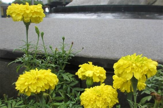 八月开什么花,盘点10种八月最常见的花