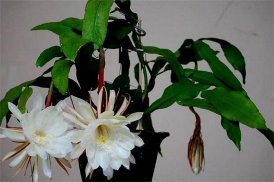 八月开什么花,盘点10种八月最常见的花