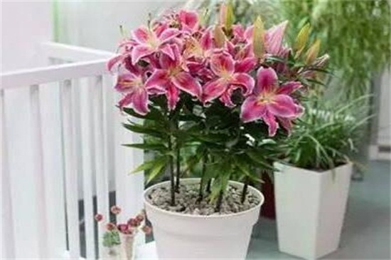 八月开什么花,盘点10种八月最常见的花