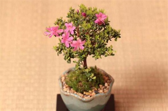 八月开什么花,盘点10种八月最常见的花