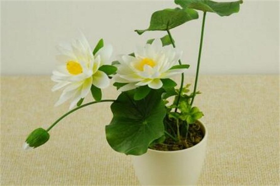 八月开什么花,盘点10种八月最常见的花