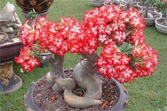 八月开什么花,盘点10种八月最常见的花