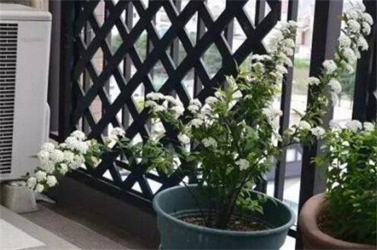 八月开什么花,盘点10种八月最常见的花