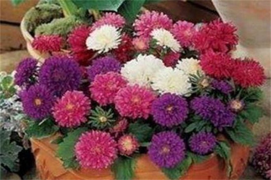 八月开什么花,盘点10种八月最常见的花