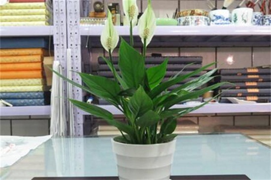 八月开什么花,盘点10种八月最常见的花