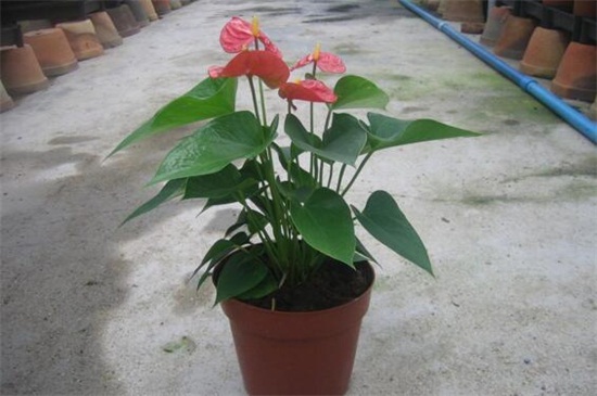 八月开什么花,盘点10种八月最常见的花