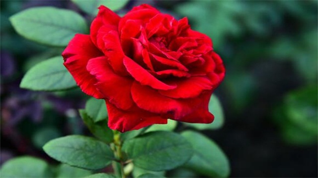 北京的花是什么花