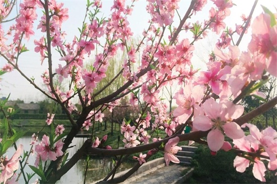 北京的花是什么花