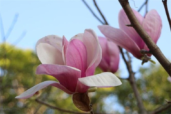 北京的花是什么花