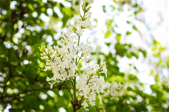 北京的花是什么花