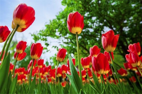 北京的花是什么花