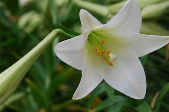 百合花怎样过冬,注意五点使其安全越冬