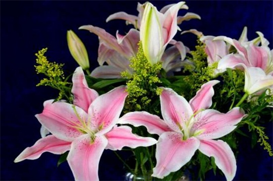 百合花怎样过冬,注意五点使其安全越冬