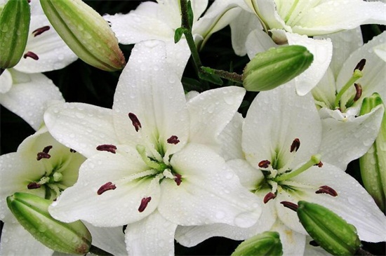 百合花怎样过冬,注意五点使其安全越冬