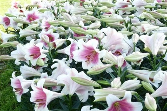 百合花怎样过冬,注意五点使其安全越冬