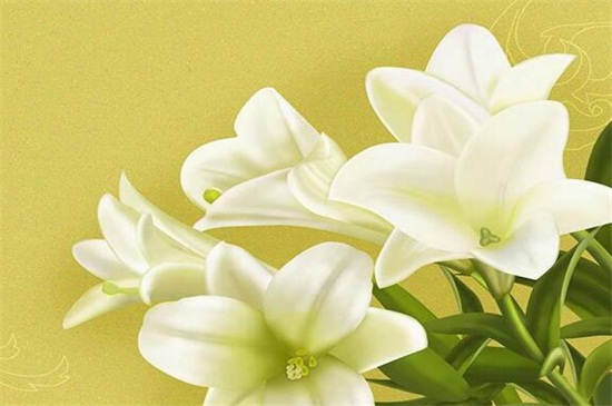 百合花怎样过冬,注意五点使其安全越冬