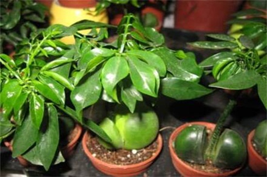 元宝树叶子一碰就掉落,详解六大原因和解决方法