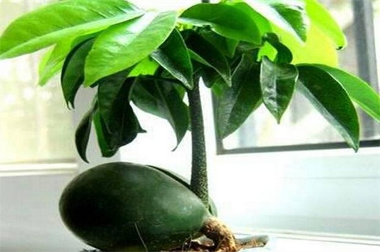 元宝树叶子一碰就掉落,详解六大原因和解决方法