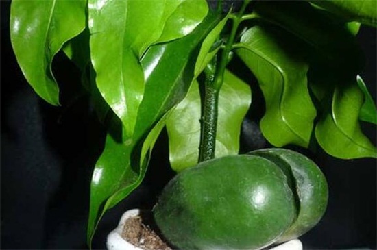 元宝树叶子一碰就掉落,详解六大原因和解决方法