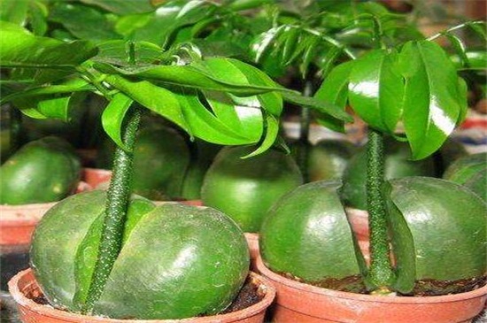 元宝树叶子一碰就掉落,详解六大原因和解决方法