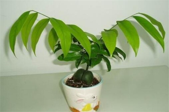 元宝树叶子一碰就掉落,详解六大原因和解决方法