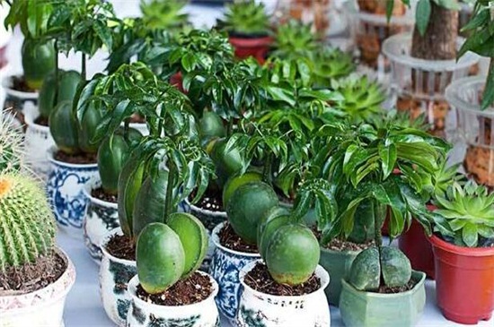 元宝树叶子一碰就掉落,详解六大原因和解决方法