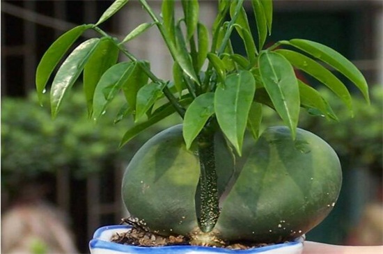 元宝树多久浇一次水,平常十天一次