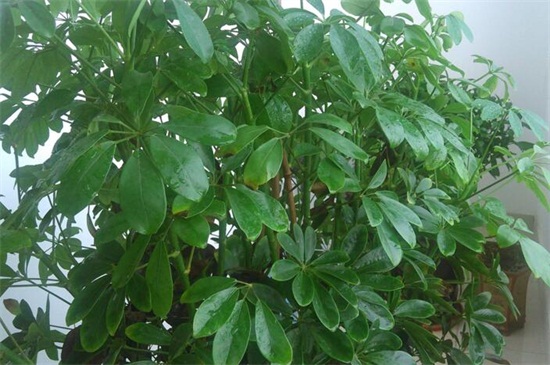 元宝树多久浇一次水,平常十天一次