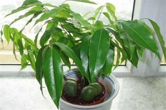 元宝树多久浇一次水,平常十天一次