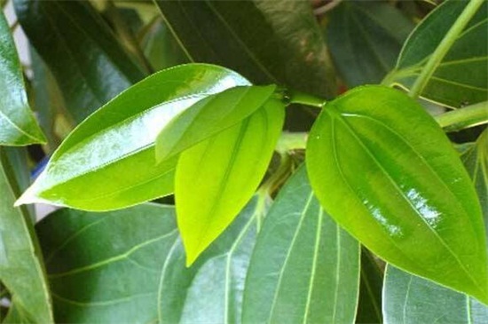 元宝树多久浇一次水,平常十天一次