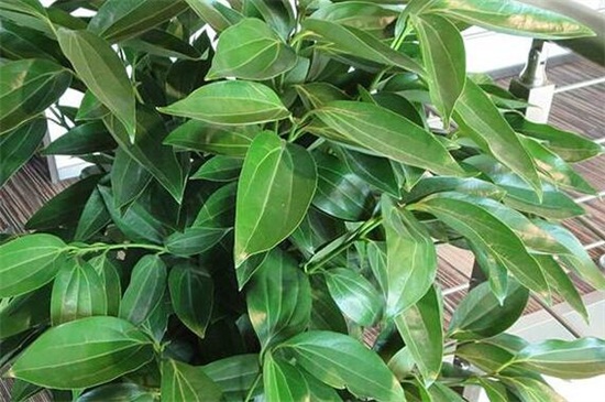 元宝树多久浇一次水,平常十天一次