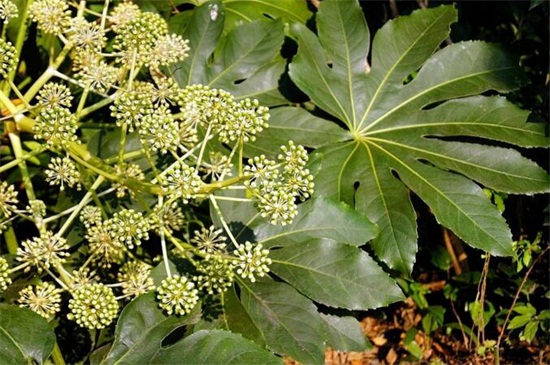 八方来财树摆放禁忌,不能放在家外面