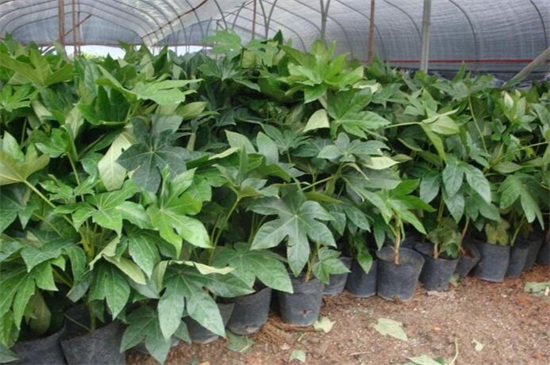 八方来财树摆放禁忌,不能放在家外面